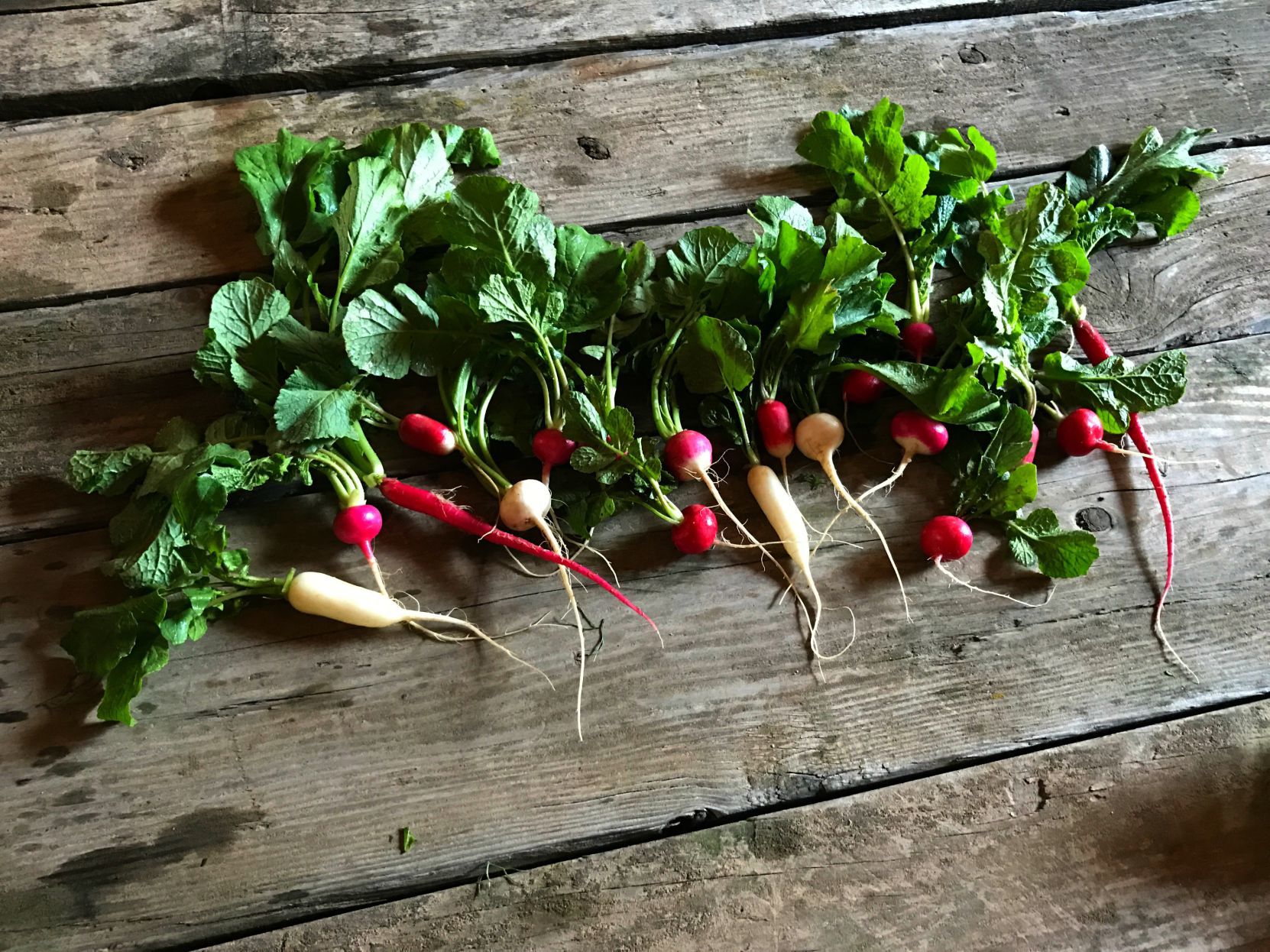 Matt Hiltner - Radish Harvest in Santa Maria Valley.jpg